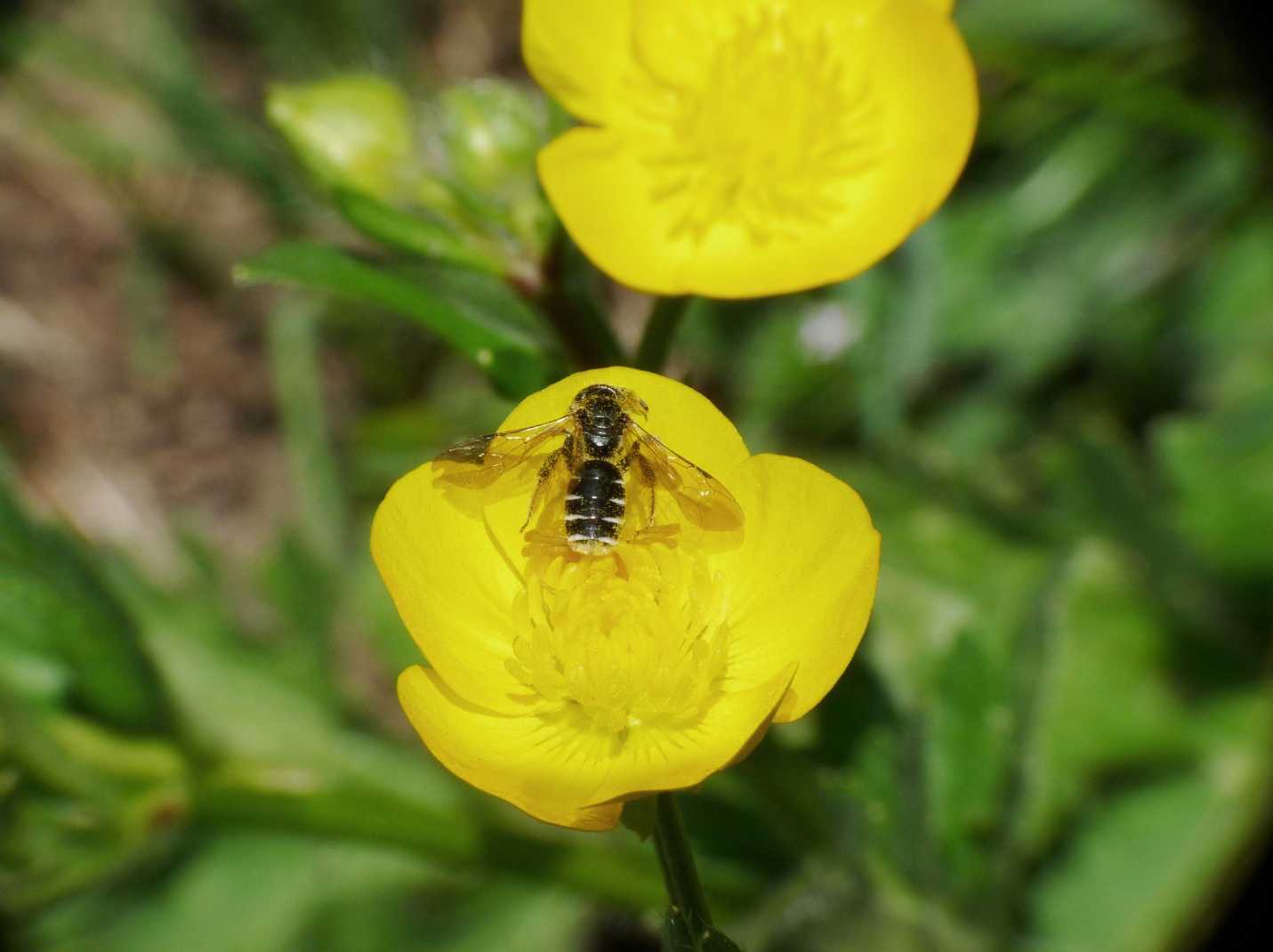 Piccolo apoideo predato da un giovane Thomisus onustus